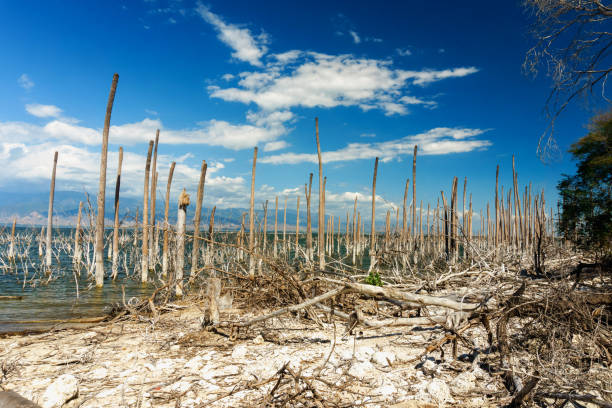 salt lake, the trunks of the trees without leaves in the water, Lake Enriquillo stock photo