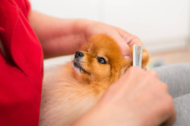 Care of a pet dog Dog Grooming for the Pomeranian Spitz pomeranian dog taking a bath stock pictures, royalty-free photos & images