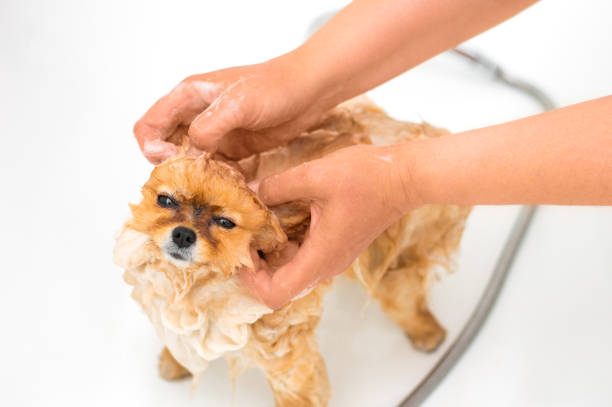 istock Care of a pet dog 933885958