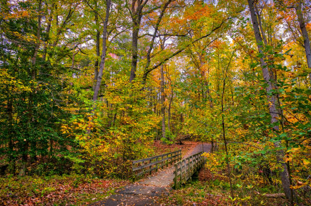 istock Rustic wooden bridge in forest during Autumn with Fall leaves on the ground 933886280