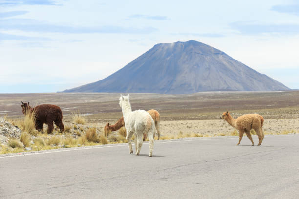 istock lamas in Andes,Mountains, Peru 933888896