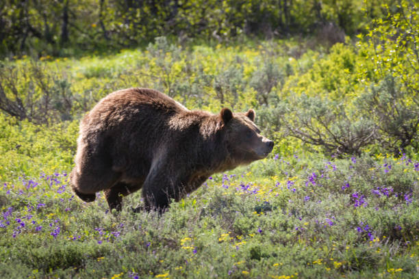 istock The chase! A grizzly bear sow defending her territory 933891488