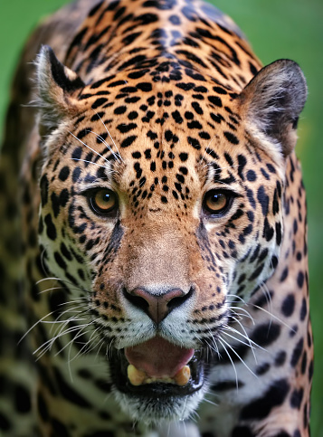 close-up of a jaguar (panthera onca) running towards viewer
