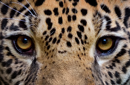 ojos de un jaguar photo