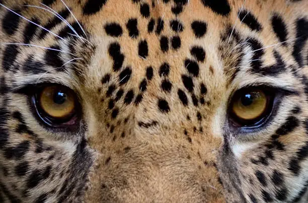 Photo of eyes of a jaguar