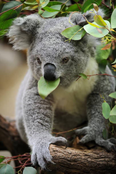 young koala close-up of a young koala bear (Phascolarctos cinereus) on a tree eating eucalypt leaves. koala tree stock pictures, royalty-free photos & images