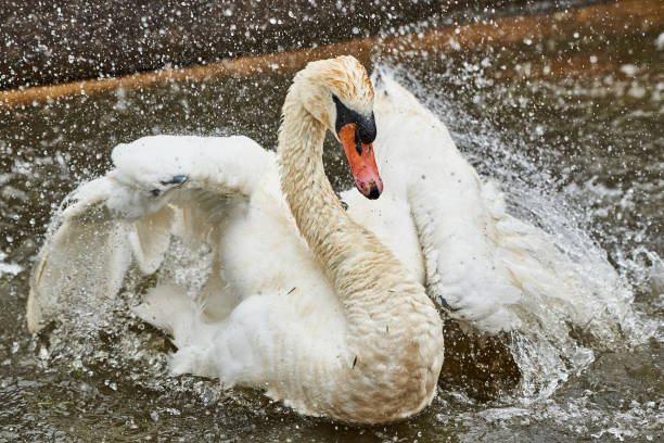 Swan beading Swan beading vakantie stock pictures, royalty-free photos & images