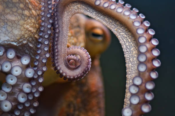 octopus close-up of the tentacles of an octopus underwater loligo stock pictures, royalty-free photos & images