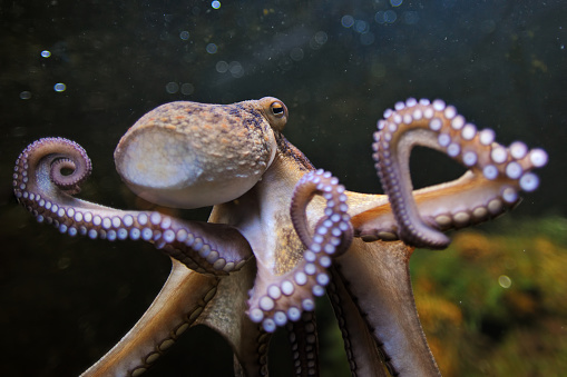 close-up of an octopus