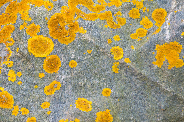 Yellow Xanthoria parietina