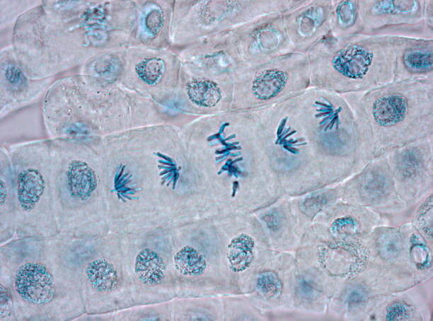 Microscope image of plant cells stained for nuclei Squash preparation of plant cells stained to reveal chromosomes, various stages of mitosis are visible. Bright field illumination, light microscopy. This image was taken with the X40 objective lens. Depth of focus is extremely low at this magnification. Smaller apertures give greater depth of focus, but image quality deteriorates and resolution is greatly reduced. The aperture in this image was optimised for contrast and resolution. Chromatic aberration is inevitable in light microscopy, but has been kept to a minimum in this image. plant cell photos stock pictures, royalty-free photos & images