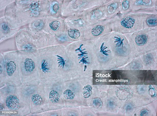 Microscope Image Of Plant Cells Stained For Nuclei Stock Photo - Download Image Now - Chromosome, Mitosis, Cell Division
