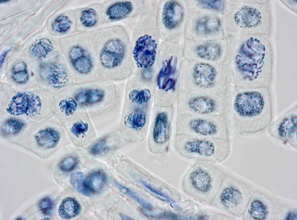 istock Microscope image of plant cells stained for nuclei 933909450
