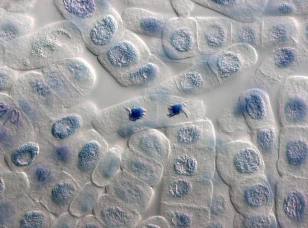 istock Microscope image of plant cells stained for nuclei 933909460