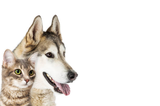 istock Closeup Dog and Cat Looking Into Copy Space 933909554