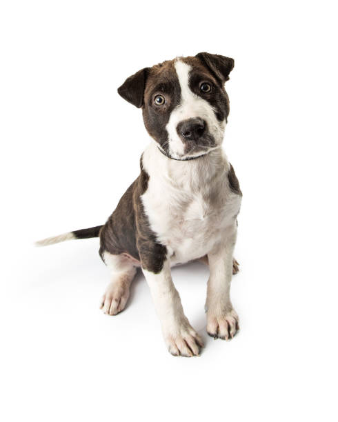 istock Cute Terrier Puppy Sitting Looking at Camera 933909560