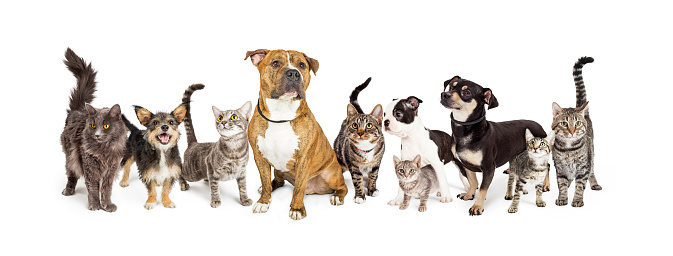 Row of different size and breeds of cats and dogs together, isolated on a white social media or web banner