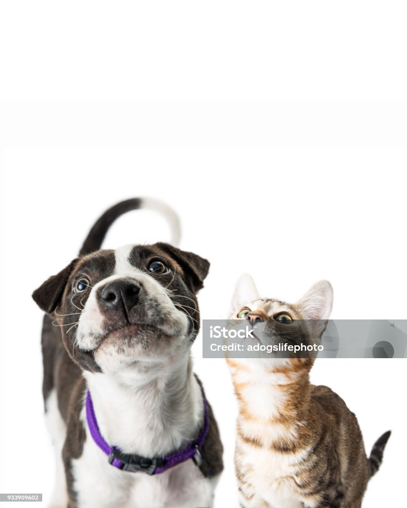 Closeup mignon chiot et chaton en levant - Photo de Chien libre de droits