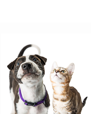 Closeup photo of cute black and white color puppy and tabby kitten together with curious expressions looking up into copy space