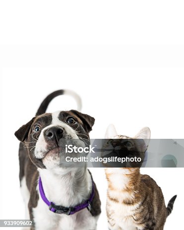 istock Closeup Cute Puppy and Kitten Looking Up 933909602