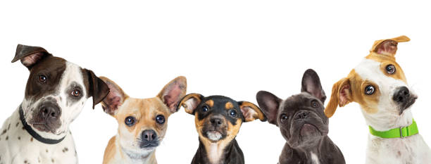 Multiple Dog Breeds in a Row Web Banner Row of different size and breed dogs over white horizontal social media or web abnner with room for text large group of animals photos stock pictures, royalty-free photos & images