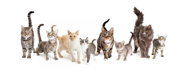 banner web orizzontale fila di gatti e gattini - kitten domestic cat isolated tabby foto e immagini stock