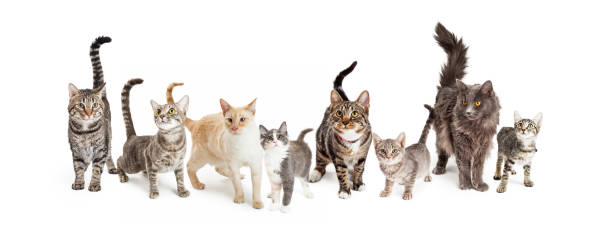 Row of Cats and Kittens Horizontal Web Banner stock photo