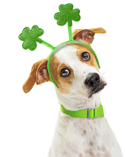 istock Cute Funny St Patricks Day Dog Closeup 933911792