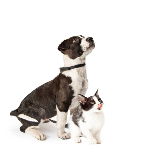istock Cute Puppy and Kitten Sitting Together Looking Up 933912012