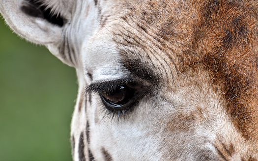 close-up photo of a giraffe