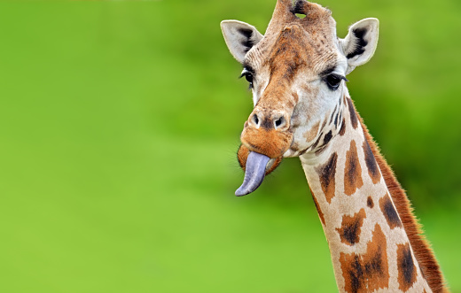 close-up photo of a giraffe sticking out its tongue