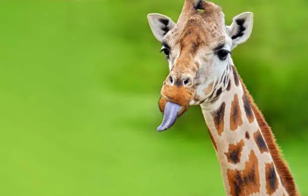 Photo of funny giraffe sticks out tongue