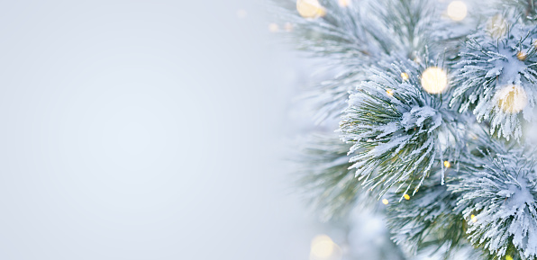 Escena de invierno - nieve cubierta pino con luces de Navidad photo