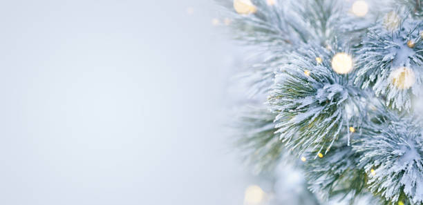 冬景色 - 雪カバー クリスマス ライトと松の木 - christmas pine forest fir tree ストックフォトと画像