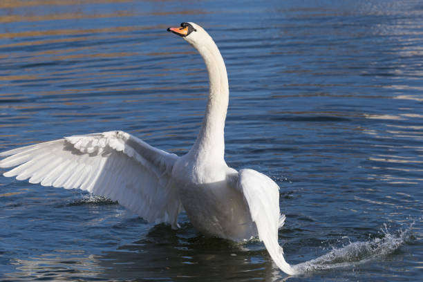 istock White mute swan rears up and flaps its wings 933919534
