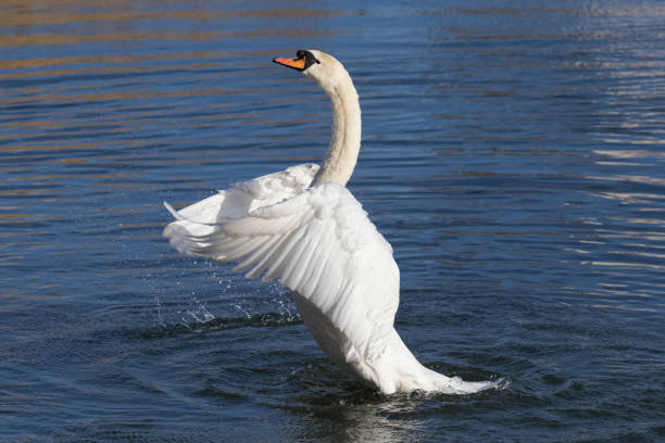 istock White mute swan rears up and flaps its wings 933919544