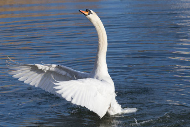 istock White mute swan rears up and flaps its wings 933919556