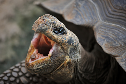 close-up of a giant galapagos tortoise  turtle