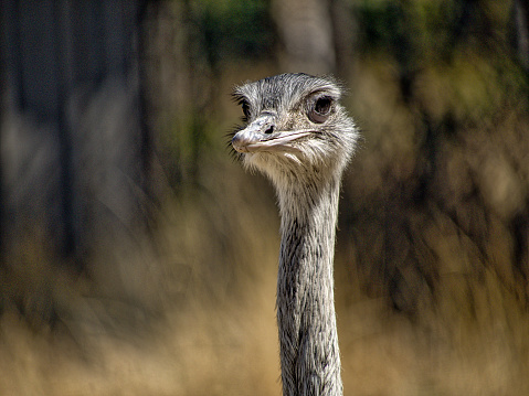 Ostrich bird head and neck, safari, Oregon, USA