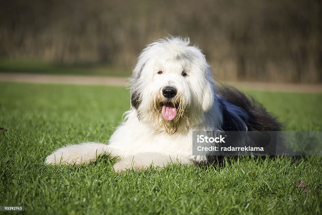 Bobtail dog lying comfortably on the grass Fluffy bobtail lying on grass Old English Sheepdog Stock Photo