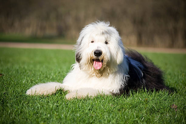 Foto de Bobtail e mais fotos de stock de Cão Pastor Old English - Cão Pastor  Old English, Cão, Animal - iStock