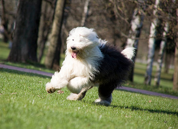 bobtail - old english sheepdog stock-fotos und bilder