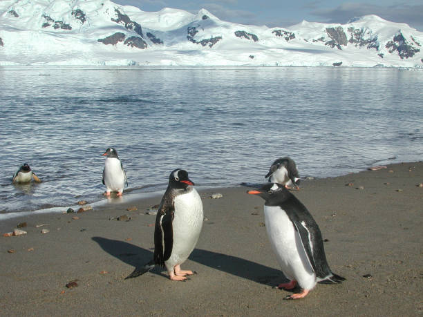 wilde gentoo penguins am ufer stehen - pebble gentoo penguin antarctica penguin stock-fotos und bilder