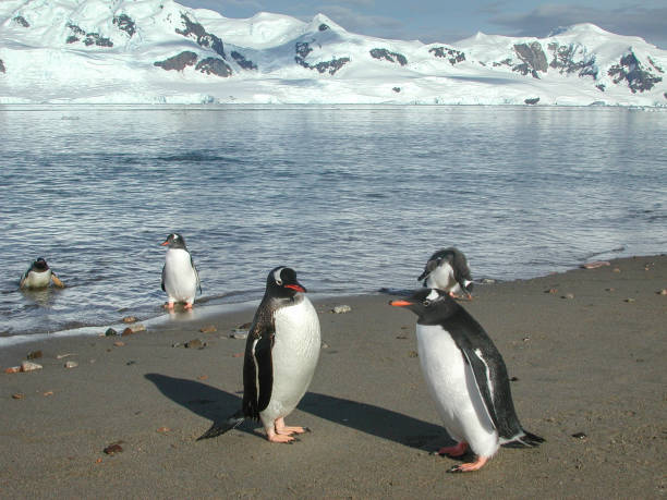 pingüinos gentoo salvaje parado sobre la orilla - pebble gentoo penguin antarctica penguin fotografías e imágenes de stock