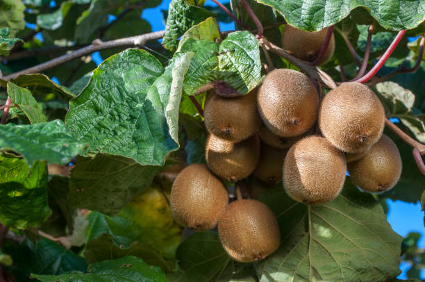 istock Close-up off Ripe Kiwi Fruit on Vines 933934744