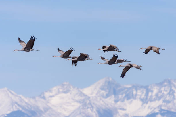Migrating Greater Sandhill Cranes in Monte Vista, Colorado