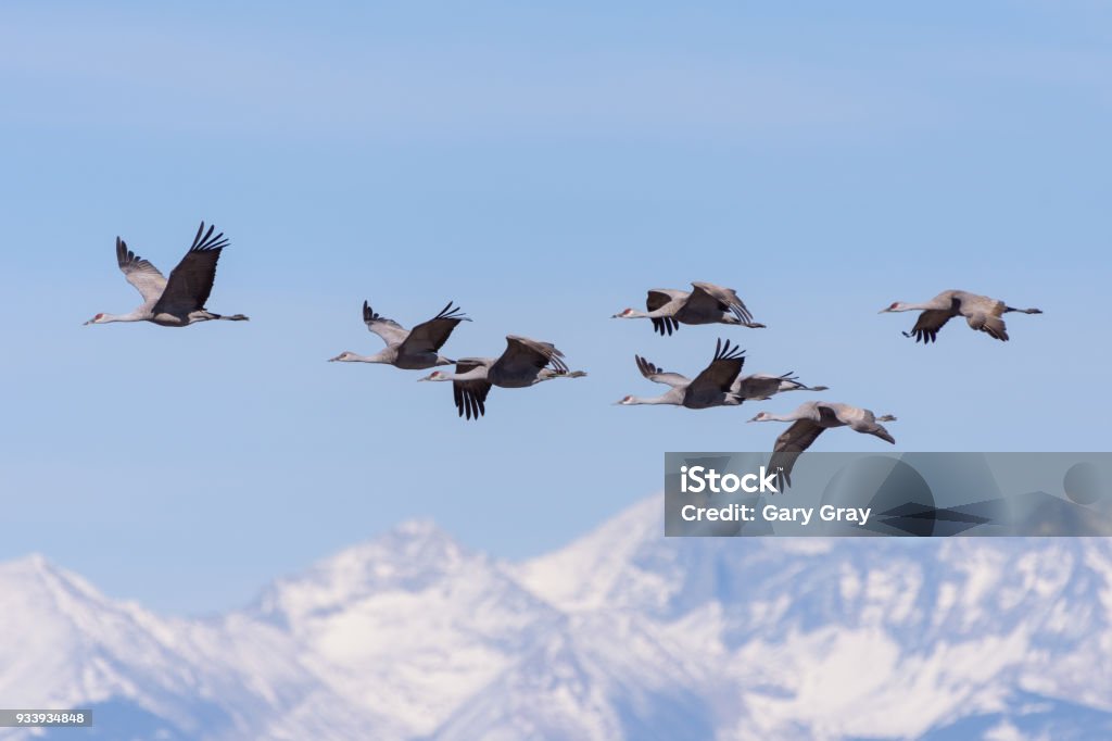 Migrating Greater Sandhill Cranes in Monte Vista, Colorado Sandhill Cranes during the Spring migration in Monte Vista, Colorado. Crane - Bird Stock Photo