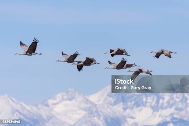 Migrating Greater Sandhill Cranes In Monte Vista Colorado Stock Photo - Download Image Now