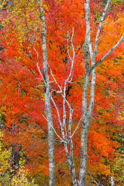 Cores do Outono - foto de acervo