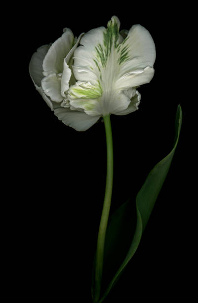istock White and green parrot tulip isolated against a black background 933942978